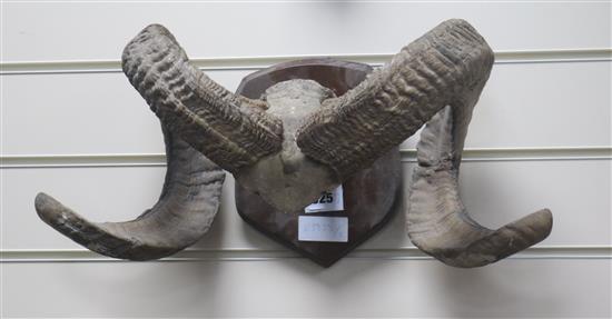 A pair of mounted rams horns